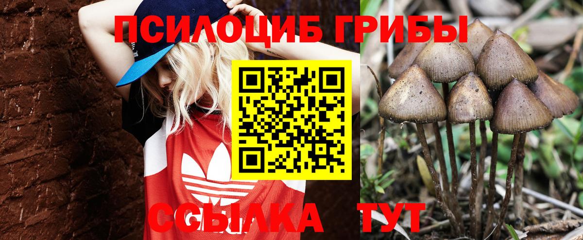 Галлюциногенные грибы Psilocybine cubensis Красноармейск